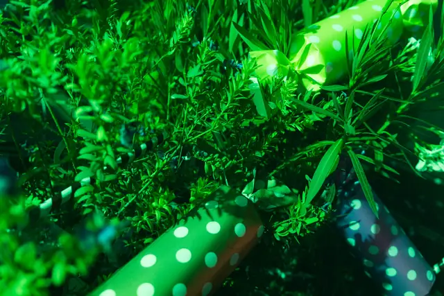 Pablo The Garden 2026 — Candy Edition · Day 1 (18)
